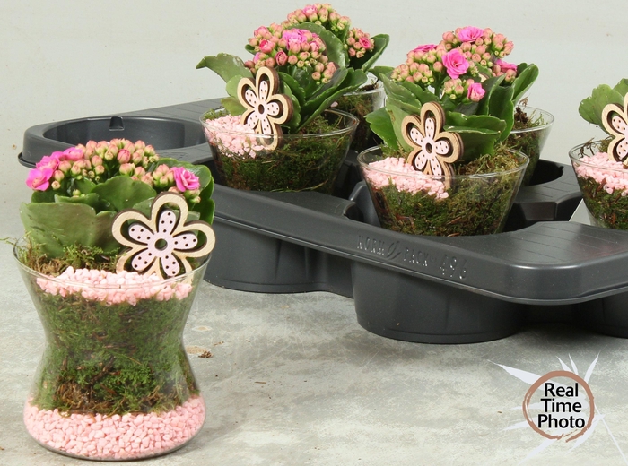 <h4>ARR KAMERPL</h4>