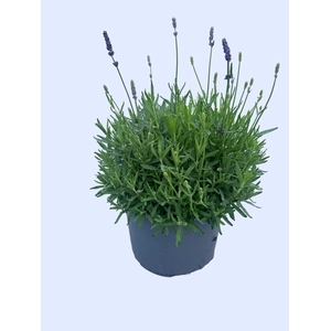 LAVAN AN BLUE SCENT