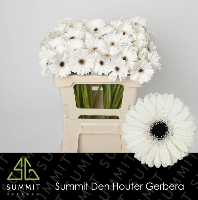 <h4>GERBERA MI 'LIDO'</h4>