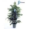 Ficus Midnight Lady
