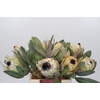 Protea Barbigera Ice Queen