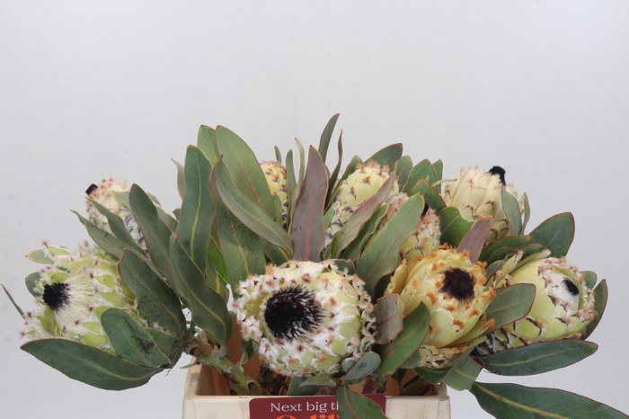 <h4>Protea Barbigera Ice Queen</h4>