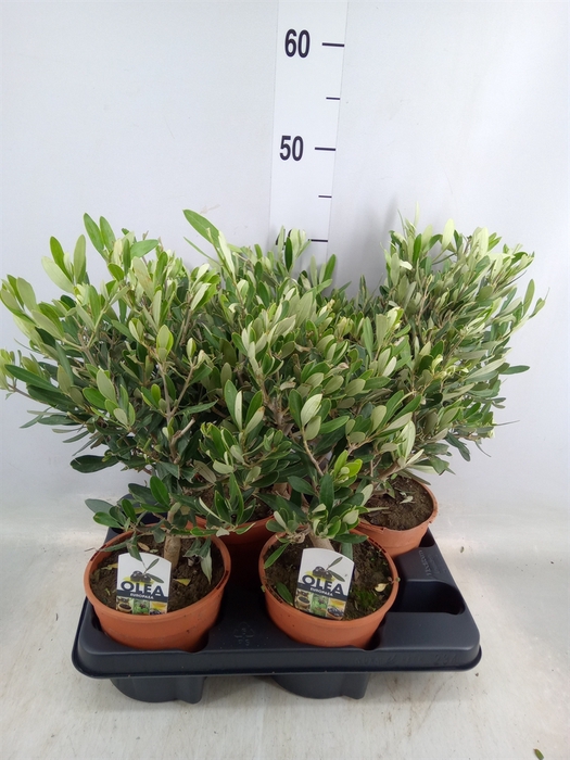 <h4>Olea europaea</h4>