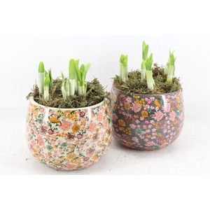 arr4 Narcis FL - Late fashion rond x3