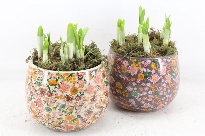 <h4>arr4 Narcis FL - Late fashion rond x3</h4>