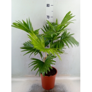 Livistona rotundifolia
