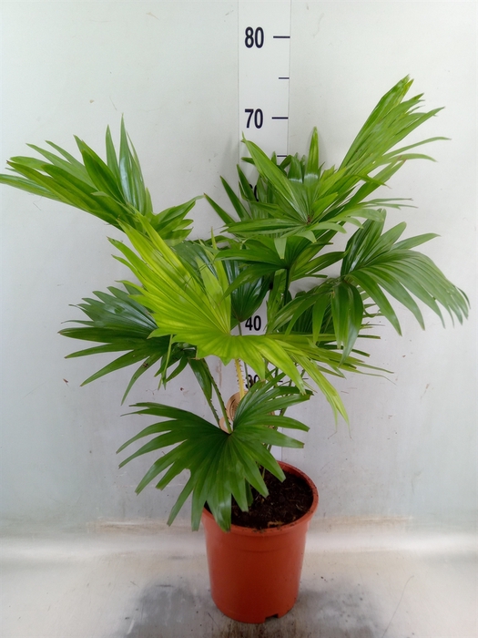 <h4>Livistona rotundifolia</h4>