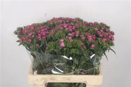 <h4>Di Barb Am Rose</h4>