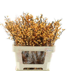 Ilex Ve Gold Verboom