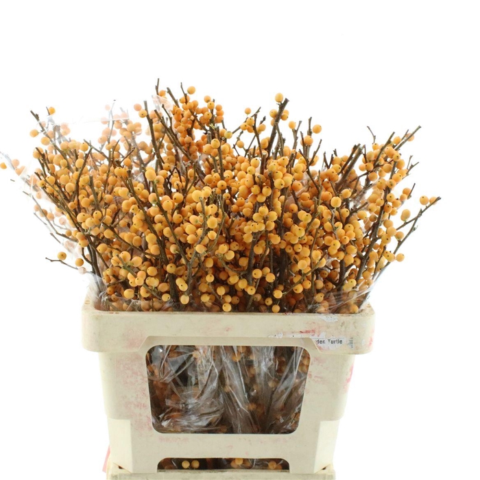 Ilex Ve Gold Verboom