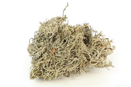 <h4>Moss Lychen 500gr</h4>