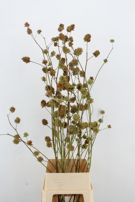 <h4>GLYCYRRH YUNNANEN ZD 160CM</h4>