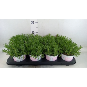 Lavandula angus. 'Rosea'