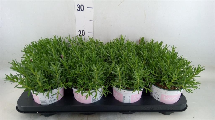 <h4>Lavandula angus. 'Rosea'</h4>
