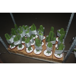 CACTUS EUPHORBIA MANDACARU P17