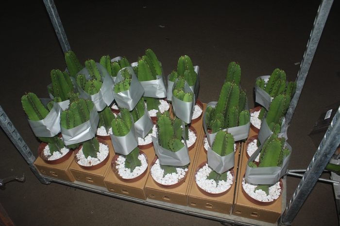 <h4>CACTUS EUPHORBIA MANDACARU P17</h4>