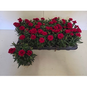 DIAN OSC CHERRY