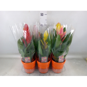 Vriesea   ...mix 6