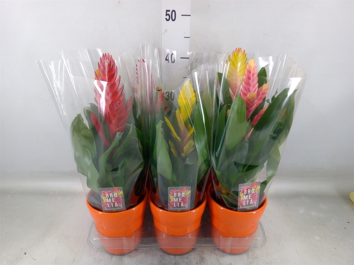 <h4>Vriesea   ...mix 6</h4>
