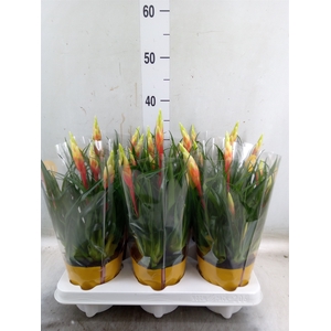 Vriesea  'Shannon'