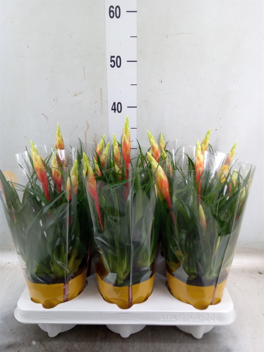 <h4>Vriesea  'Shannon'</h4>
