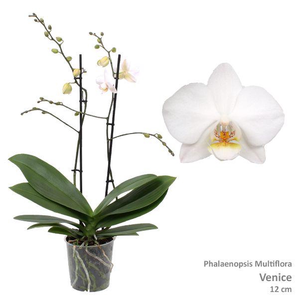 <h4>Phal. Multiflora "Venice" 2-tak</h4>