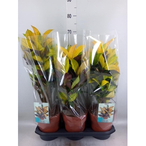 Codiaeum var. KL 'Mrs Iceton'