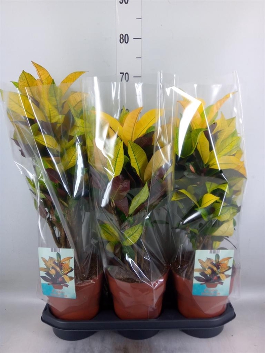 <h4>Codiaeum var. KL 'Mrs Iceton'</h4>