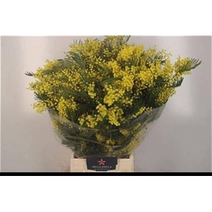 ACACIA BAILEYA BL BS