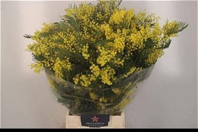 <h4>ACACIA BAILEYA BL BS</h4>