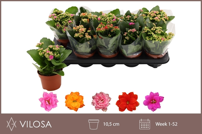 <h4>KAL GE GEM 5 KL</h4>