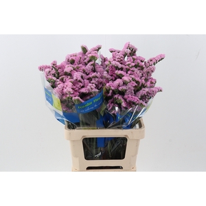 Lim S Crystal Pink