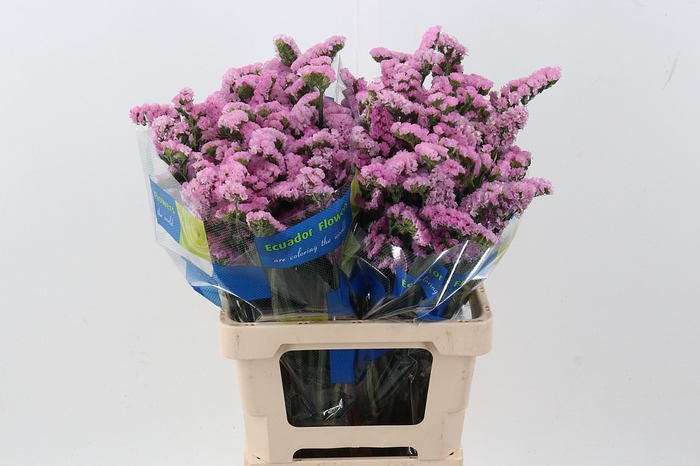 <h4>Lim S Crystal Pink</h4>