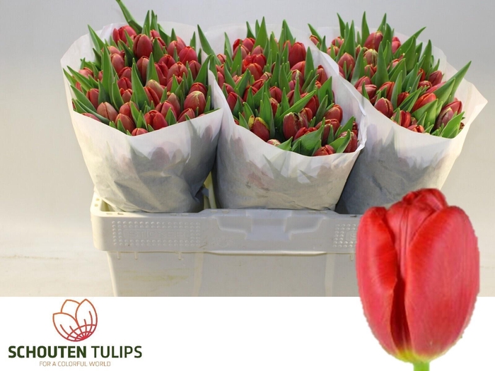 <h4>TU EN RESCUE</h4>