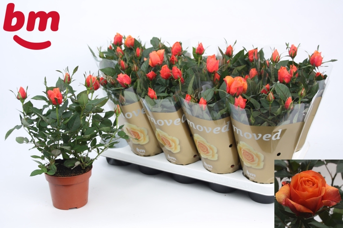 <h4>RO ORANGE B MONDE</h4>
