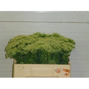 Sedum Spectabile