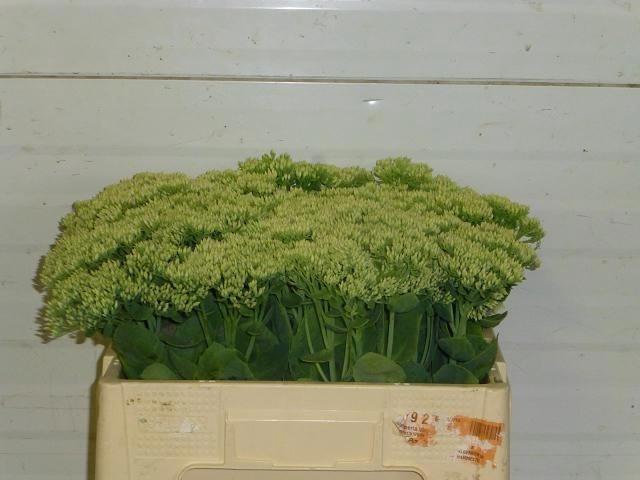 <h4>Sedum Spectabile</h4>