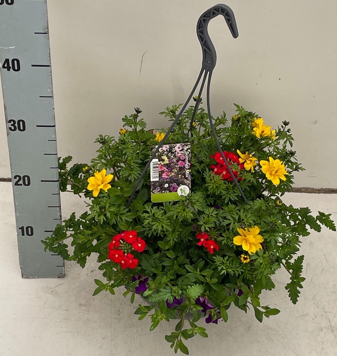 <h4>PERKPL GEM IN POT</h4>