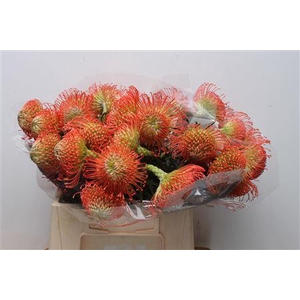 Leuco Succession Bended Neck