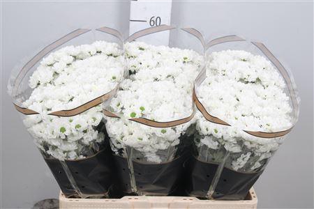 <h4>Chr S Aaa Bowie</h4>