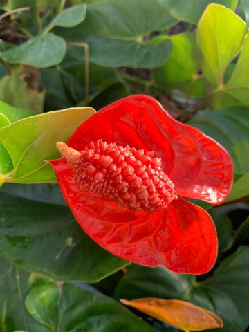 <h4>Anthurium Indiana Magic</h4>