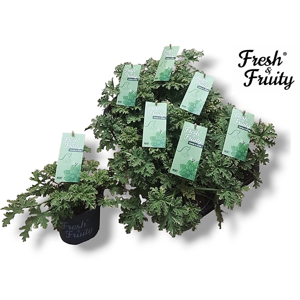 <h4>Pel. Fresh&Fruity® Mint Fresh</h4>