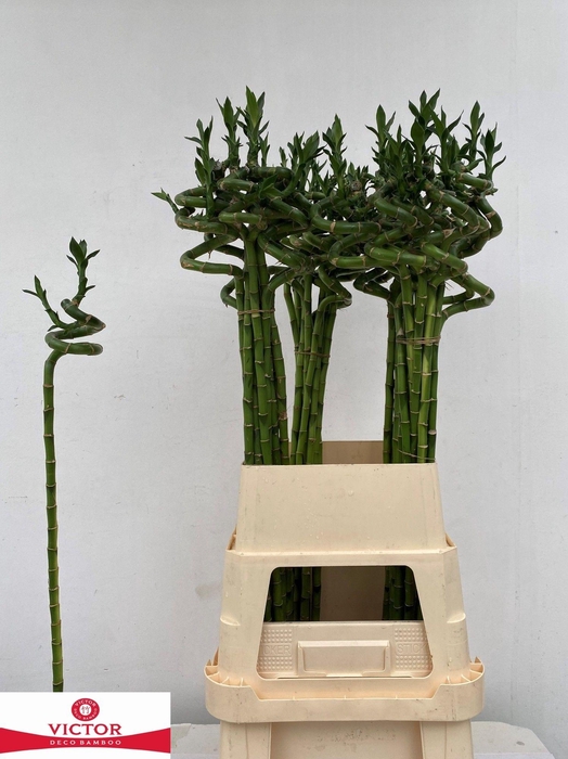 <h4>Drac S Lucky Bamboo</h4>