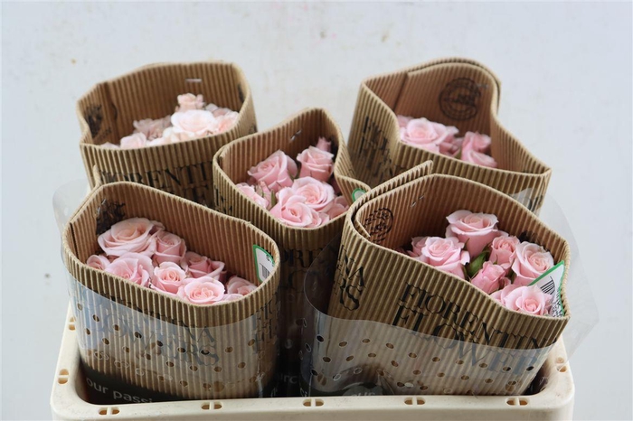 R Tr Pink Majolica (t)