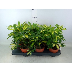 Schefflera arbor. 'Gerda'