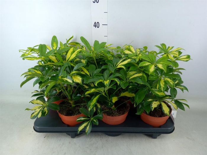 <h4>Schefflera arbor. 'Gerda'</h4>