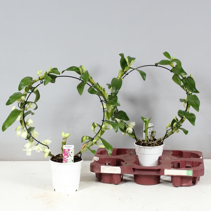 <h4>DENDR N SC APOLLON</h4>