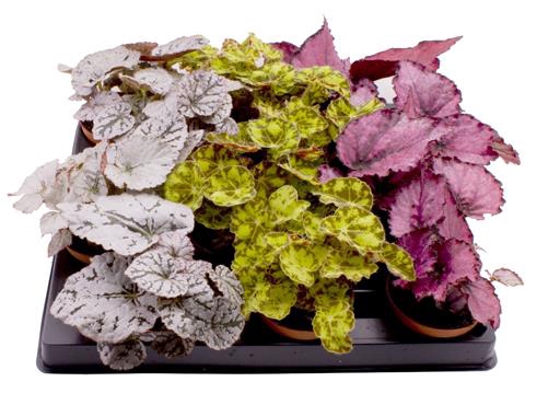 <h4>BEGONIA REX-HYBRID P6 MIX</h4>