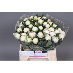 Paeonia Madame Claude Tain