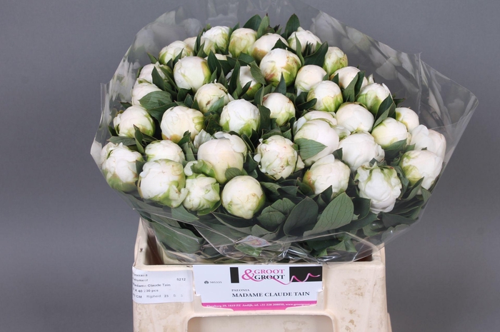 <h4>Paeonia Madame Claude Tain</h4>